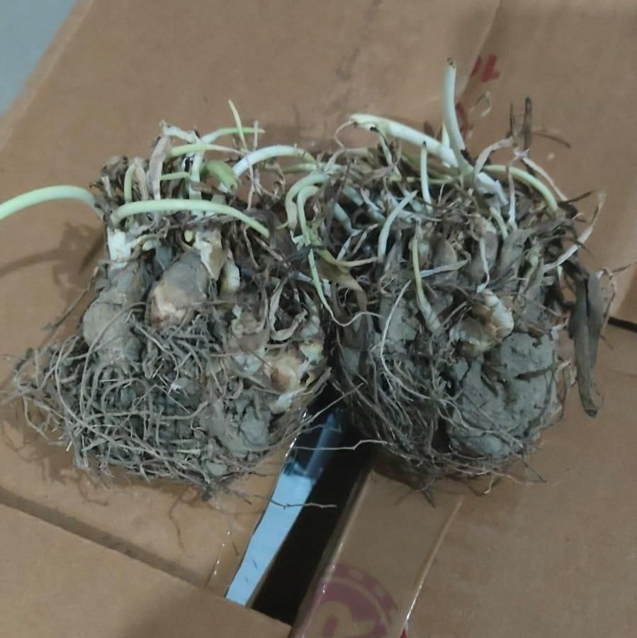Rajnigandha Double Patel Tuberose Bulbs (Pack of 2)