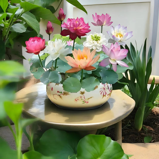 Bonsai Japnese Lotus Seeds