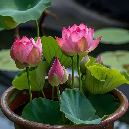 Bonsai Japnese Lotus Seeds